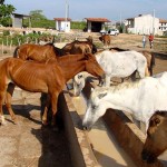 Emsurb apreende mais de 50 animais soltos em via pública em apenas quatro dias - Animais são recolhidos ao curral da Emsurb