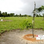 Bosque do Sesquicentenário de Aracaju completa quatro meses  - Fotos: Wellington Barreto