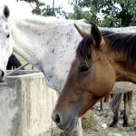 Emsurb apreendeu mais de 50 animais nas vias da capital somente este mês  - Fotos: Márcio Garcez
