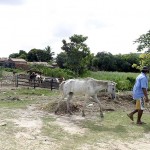 Emsurb apreendeu mais de 50 animais nas vias da capital somente este mês  - Fotos: Márcio Garcez