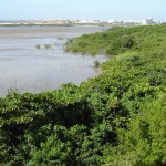 Emsurb executa limpeza em manguezal da praia 13 de Julho - Manguezal está sendo limpo pela PMA