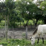 Número de apreensões de animais em Aracaju reduz em mais da metade no mês de setembro - Foto: Márcio Garcez