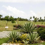 Bosque do Sesquicentenário recebe novas mudas em comemoração à chegada da Primavera - Fotos: Wellington Barreto