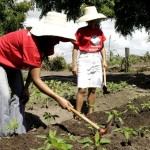 Oficina de Horticultura Orgânica promove a capacitação de 40 moradores do bairro Santa Maria - Fotos: Wellington Barreto