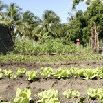 Oficina de Horticultura Orgânica promove a capacitação de 40 moradores do bairro Santa Maria - Fotos: Wellington Barreto