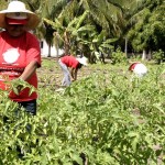 Oficina de Horticultura Orgânica promove a capacitação de 40 moradores do bairro Santa Maria - Fotos: Wellington Barreto