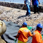 Avenida Perimetral é uma obra de preservação ambiental da Coroa do Meio - Obras de qualidade