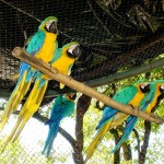 Zooparques do município possibilitam contato com meio ambiente e diversas espécies animais - Fotos: Wellington Barreto