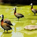 Zooparques do município possibilitam contato com meio ambiente e diversas espécies animais - Fotos: Wellington Barreto