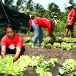 Alunos da oficina de horticultura orgânica realizam a primeira colheita - Fotos: Wellington Barreto