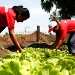 Alunos da oficina de horticultura orgânica realizam a primeira colheita - Fotos: Wellington Barreto