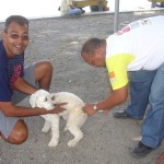 Campanha de Vacinação contra a Raiva imuniza mais de 52 mil animais em Aracaju - Fotos: Ascom/SMS
