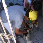 3.350 cães e gatos são vacinados em operação especial contra a raiva - Foto: Ascom/SMS