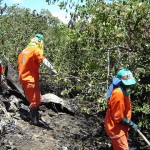Emsurb executa limpeza manual no manguezal da Coroa do Meio  - Emsurb intensifica limpeza no manguezal