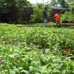 Período de chuvas favorece plantio de novas mudas em praças e avenidas de Aracaju - Foto: Ascom/Emsurb