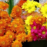 Concluída reforma da Passarela das Flores do Mercado Thales Ferraz - Fotos: Márcio Garcez