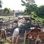 Mais de 700 animais foram apreendidos pela Emsurb nas ruas de Aracaju - Fotos: Márcio Garcez