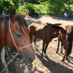 Mais de 700 animais foram apreendidos pela Emsurb nas ruas de Aracaju - Fotos: Márcio Garcez