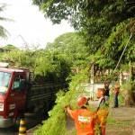 Emsurb realiza trabalho preventivo de podação na capital - Fotos: Sílvio Rocha