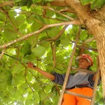 Emsurb realiza trabalho preventivo de podação na capital - Fotos: Sílvio Rocha