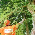 Emsurb realiza trabalho preventivo de podação na capital - Fotos: Sílvio Rocha