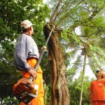 Emsurb realiza trabalho preventivo de podação na capital - Fotos: Sílvio Rocha
