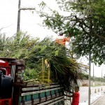 Podação de árvores é realizada diariamente pela Emsurb nos bairros de Aracaju  - Fotos: Wellington Barreto