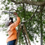 Particulares também podem contar com serviço de podação - Fotos: Wellington Barreto