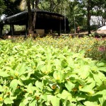 Aracaju se preparou para receber a estação das flores - Fotos: Wellington Barreto