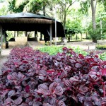 Aracaju se preparou para receber a estação das flores - Fotos: Wellington Barreto