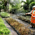 Aracaju se preparou para receber a estação das flores - Fotos: Wellington Barreto