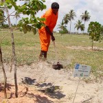 Emsurb garante manutenção diária das árvores plantadas durante o reflorestamento - Fotos: Wellington Barreto