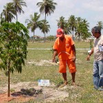 Emsurb garante manutenção diária das árvores plantadas durante o reflorestamento - Fotos: Wellington Barreto