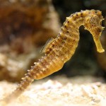 Crianças do OP Mirim conhecem a vida marinha no Oceanário de Aracaju - Fotos: Márcio Garcez