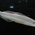Crianças do OP Mirim conhecem a vida marinha no Oceanário de Aracaju - Fotos: Márcio Garcez