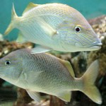 Crianças do OP Mirim conhecem a vida marinha no Oceanário de Aracaju - Fotos: Márcio Garcez