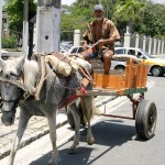 SMTT promove mobilização para ordenar tráfego de carroças na cidade  - Fotos: Wellington Barreto