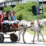 SMTT promove mobilização para ordenar tráfego de carroças na cidade  - Fotos: Wellington Barreto