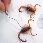 Centro de Zoonoses realiza controle de escorpiões na cidade - Fotos: Wellington Barreto
