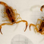 Centro de Zoonoses realiza controle de escorpiões na cidade - Fotos: Wellington Barreto