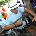Governo lança campanha de vacinação contra febre aftosa - Foto: Márcio Dantas/ASN