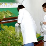 Vigilância Sanitária analisa teor de agrotóxico em alimentos - Foto: Isa Vanny