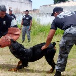 Policiais do Choque formados para atuação com cães - Foto: Ascom/SSP