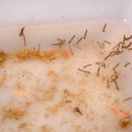 Dengue: entomologista alerta para o descarte indevido de lixo - Fábio Nascimento / Foto: Wellington Barreto