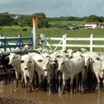 Sergipe é reconhecido como área livre de febre aftosa pela OIE - Déda lança campanha de vacinação contra febre aftosa este ano / Foto: Márcio Dantas/ASN