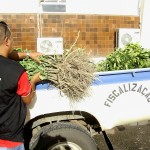 Fiscalização apreende mudas de viveiros clandestinos - Foto: Ascom/Emdagro