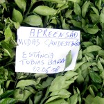 Fiscalização apreende mudas de viveiros clandestinos - Foto: Ascom/Emdagro