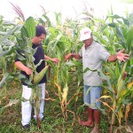 Bancos de sementes geram novas perspectivas para agricultores rurais - Foto: Ascom/Emdagro