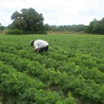 Agricultura orgânica é difundida em perímetros irrigados - Plantação orgânica de cenoura / Fotos: Ascom/Cohidro