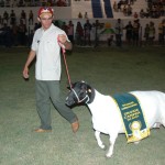 Expoese registra bons negócios e premiação de animais no encerramento - Eduardo Silveira Sobral